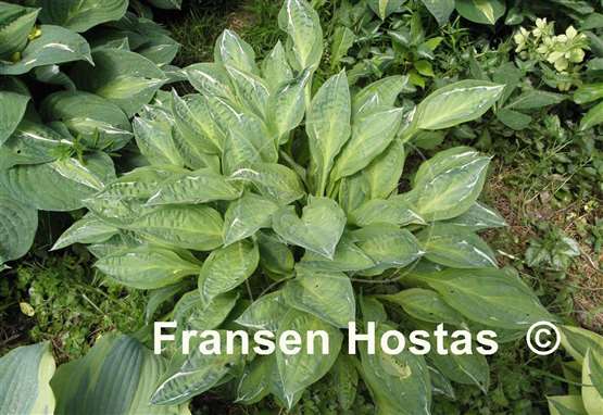 Hosta Moulin Rouge